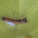 Paratized Caterpillar EF7A4285