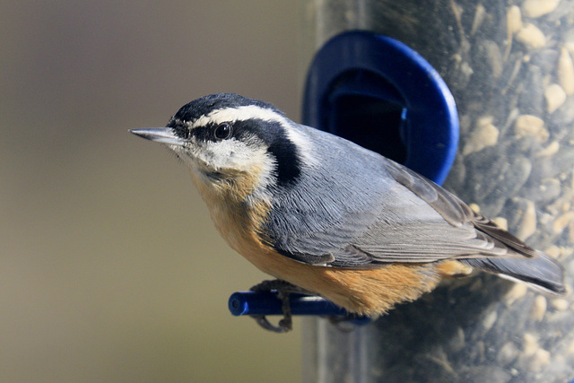 Red-breasted Nuthatch