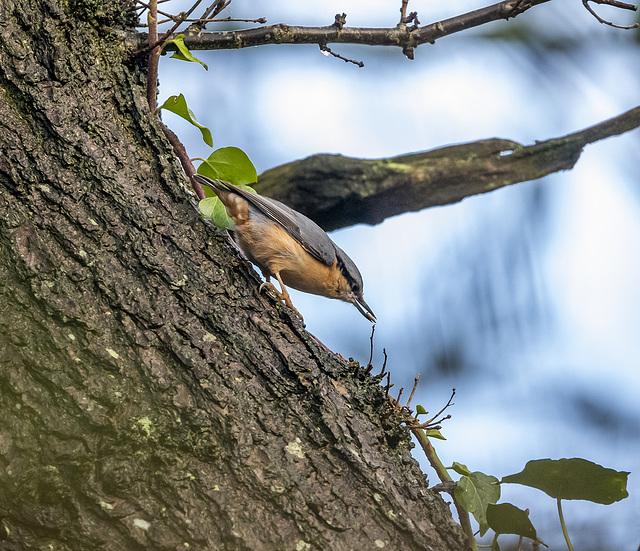 Nuthatch