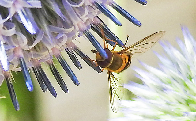 20230716 2037CPw [D~LIP] Kugeldistel (Echinops banaticus), Große Schwebfliege Syrphus ribesii), Bad Salzuflen
