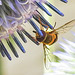 20230716 2037CPw [D~LIP] Kugeldistel (Echinops banaticus), Große Schwebfliege Syrphus ribesii), Bad Salzuflen