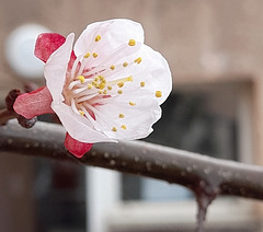 Fleur d'Abricotier du japon****************