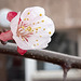 Fleur d'Abricotier du japon****************