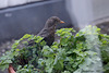 Amsel in Akelei