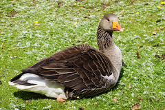 Scenes from Slimbridge (19) - 20 May 2015