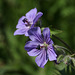 Woolly Geranium