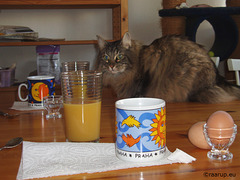 Milly's morning table