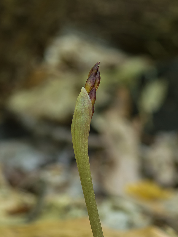 Aplectrum hyemale (Putty-root orchid)