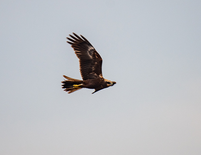 Marsh harrier