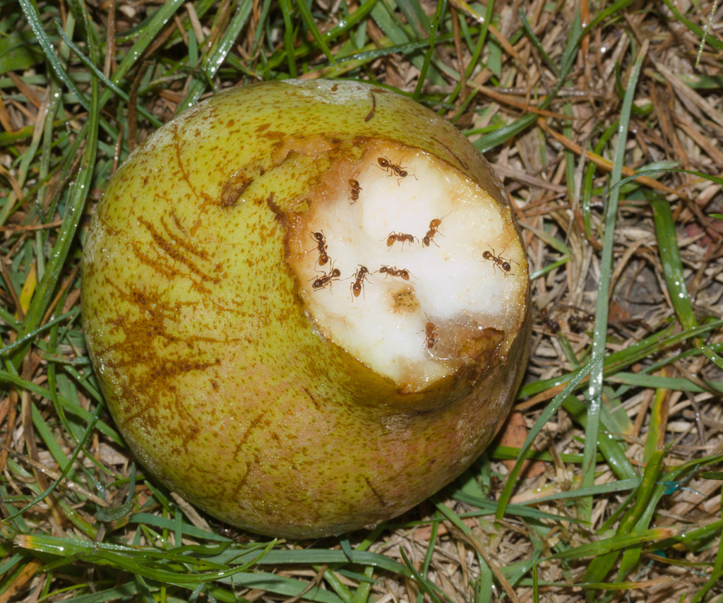 AntsIMG 6557