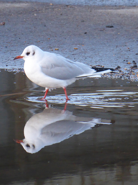 The Simple Beauty of Our Gulls (3) - 3 November 2019