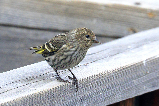 Pine Siskin