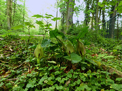 Aronskelk (Arum)