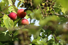 EOS 90D Peter Harriman 13 54 49 36827 apples dpp