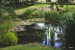 August afternoon by the pond