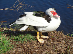 Muscovy duck (Cairina moschata)