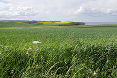 English country and coastal scene with yellow rapeseed in the distance