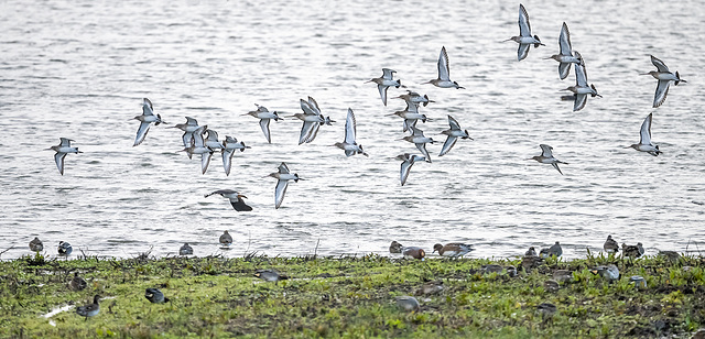 Black tailed godwits