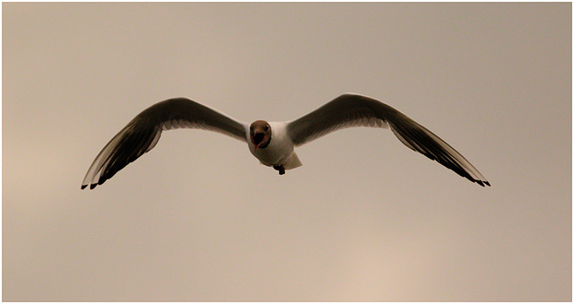 EF7A5363 Black headed Gull