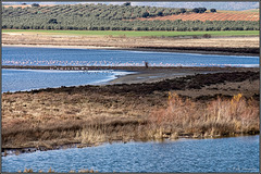 Lagunda de Fuente de Piedra