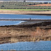 Lagunda de Fuente de Piedra