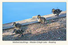 Mallard ducklings - Maiden Erlegh Lake - Reading - 22.4.2015