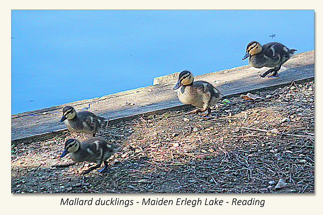 Mallard ducklings - Maiden Erlegh Lake - Reading - 22.4.2015