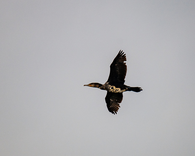 Cormorant