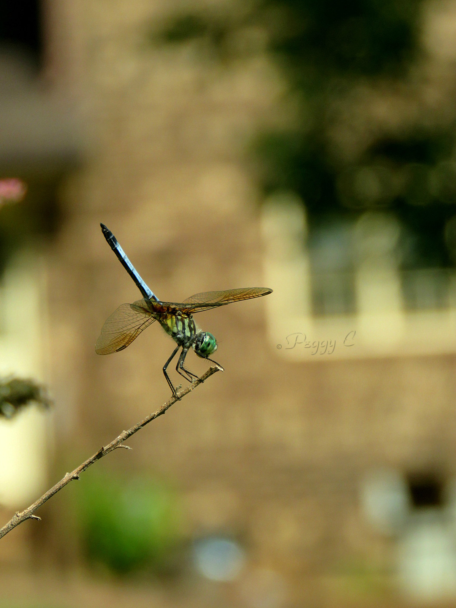 Blue Dasher -