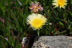 Flower-Carpobrotus edulis