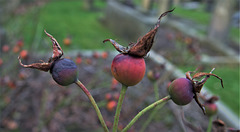 Rose Hips