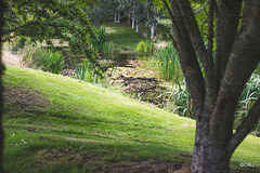 August afternoon by the pond - moorhen and chick on the far bank