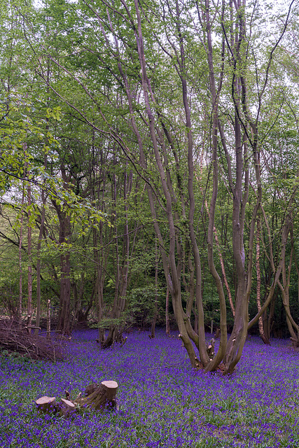 April 30: Bluebells in the coppice