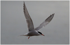 EF7A5370 Common Tern