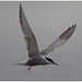 EF7A5370 Common Tern