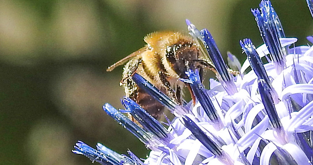20230716 2041CPw [D~LIP] Kugeldistel (Echinops banaticus), Honigbiene, Bad Salzuflen