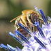 20230716 2041CPw [D~LIP] Kugeldistel (Echinops banaticus), Honigbiene, Bad Salzuflen