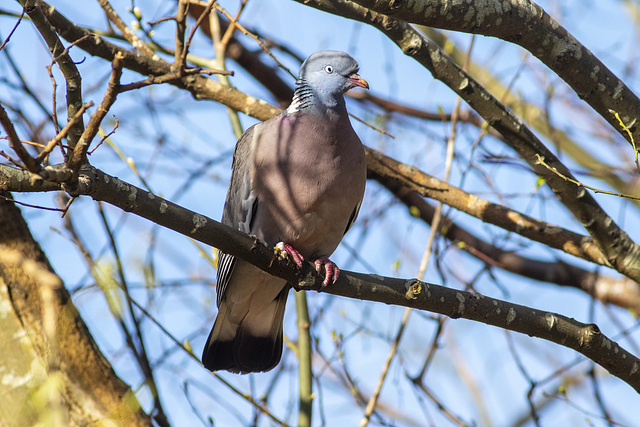 Common Wood Pigeon