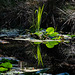 Reflections on Brownsea Island