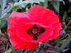 20 october papaver