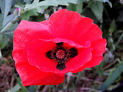 20 october papaver