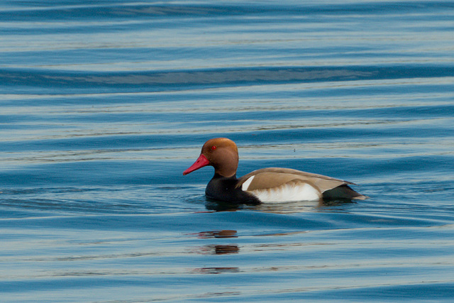 Nette rousse