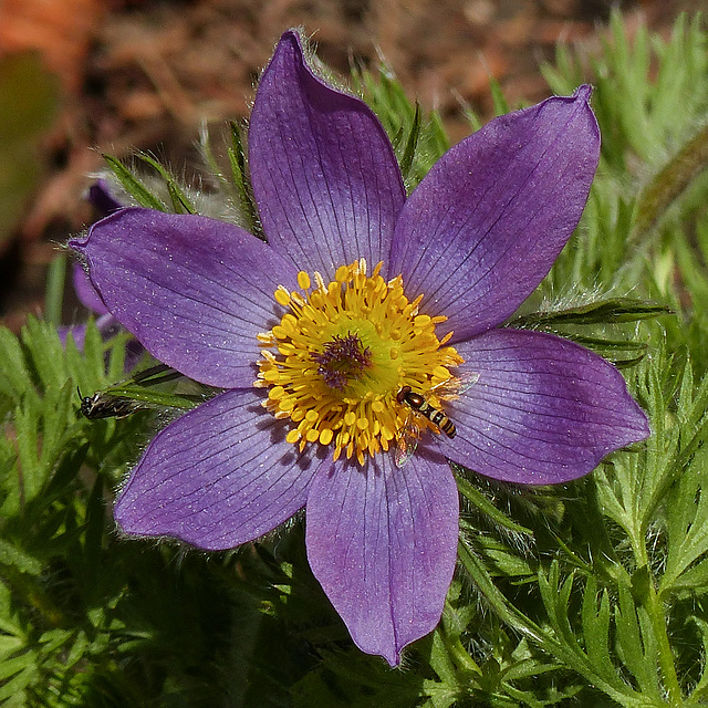 Hoverfly on European Pasque Flower