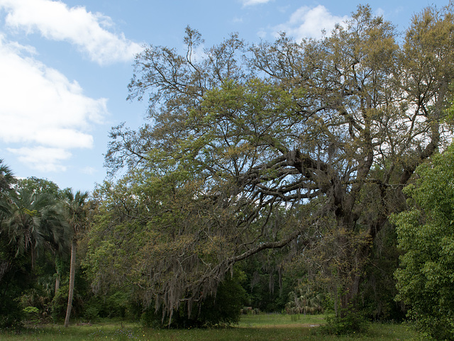 Jacksonville Reflections - neighborhood benefactor (#0044)