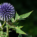 Globe Thistle