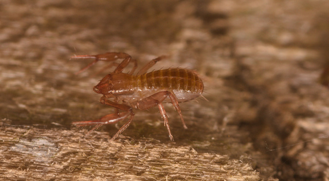 PseudoscorpionIMG 1246