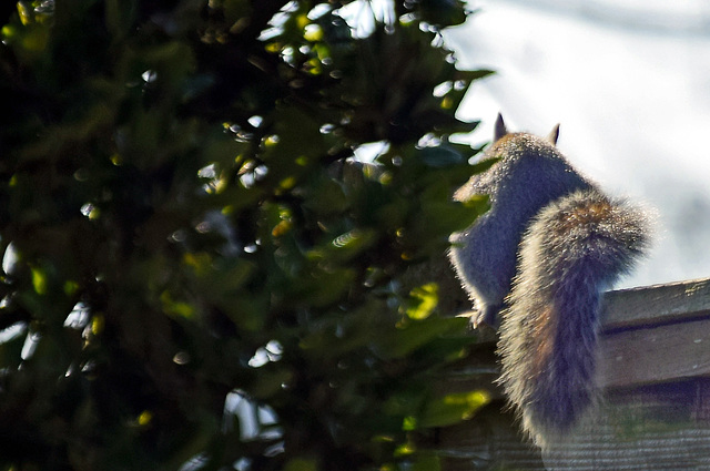 Bushy Tail on the Fence!