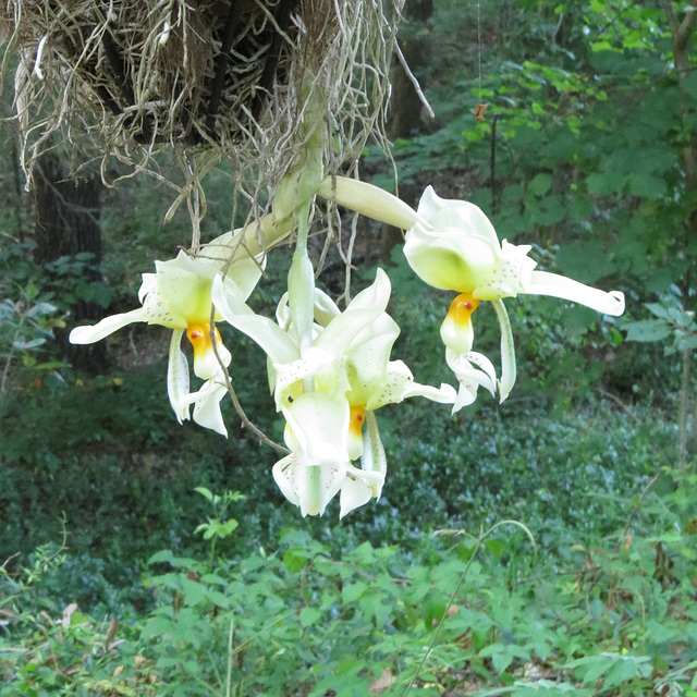 Stanhopea orchid