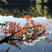 Lake leaves Sept IMG 20200919 104414 1