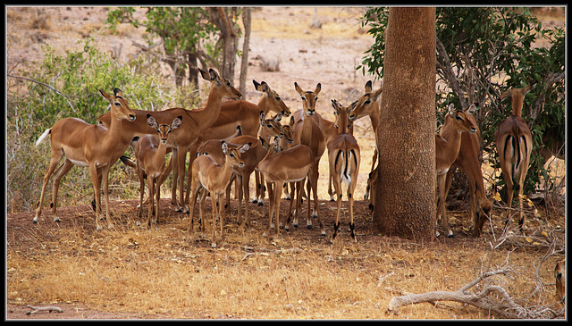 Tsavo West National Park